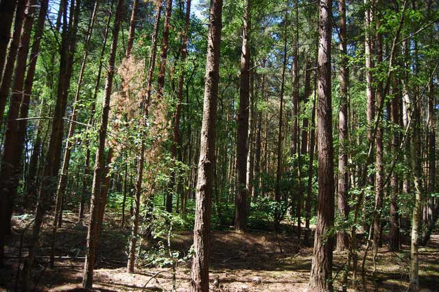 coniferous wood